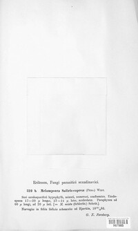 Melampsora caprearum image